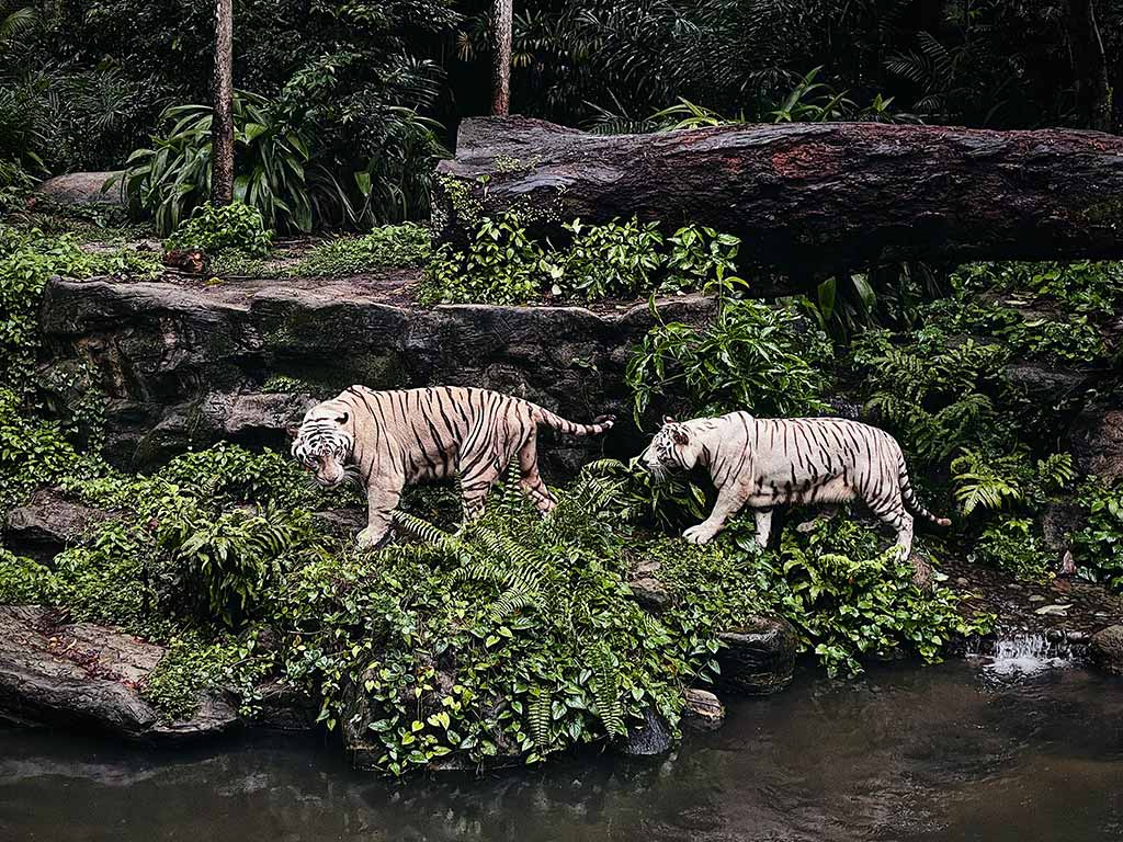 สวนสัตว์สิงคโปร์ (Singapore Zoo)