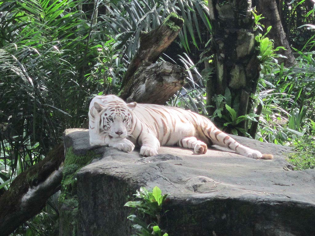 9. Singapore Zoo