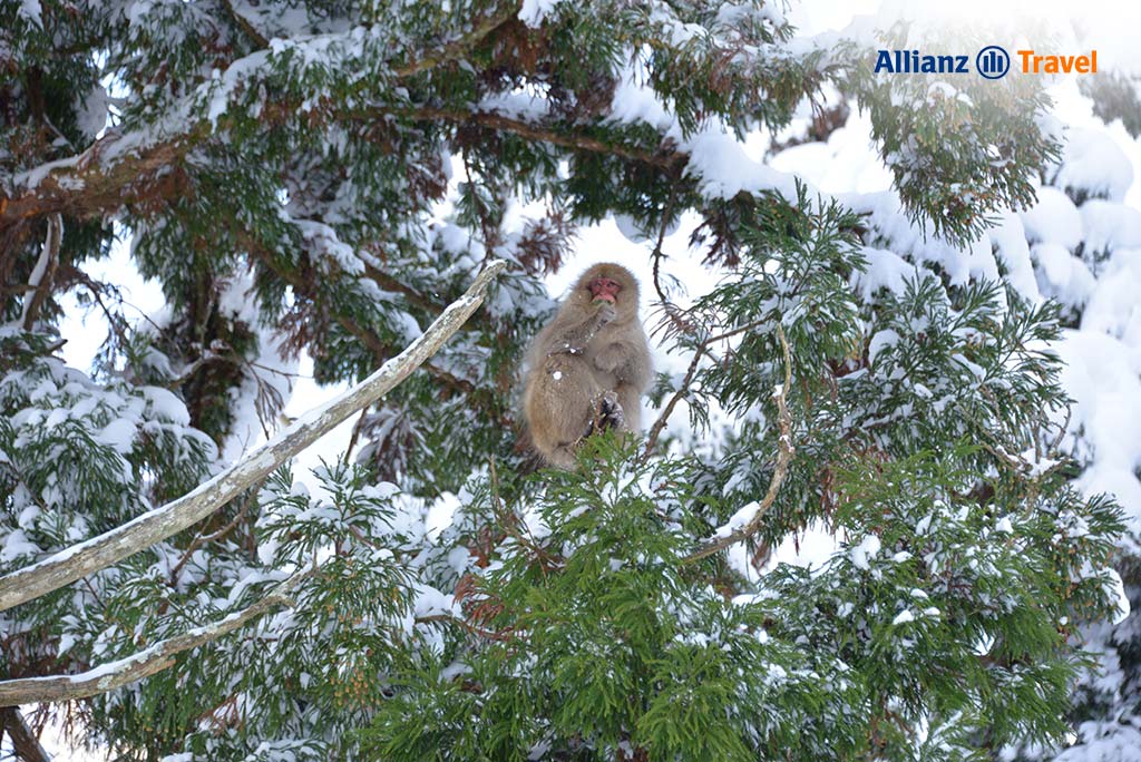 Winter in Jigokudani Monkey Park, Japan