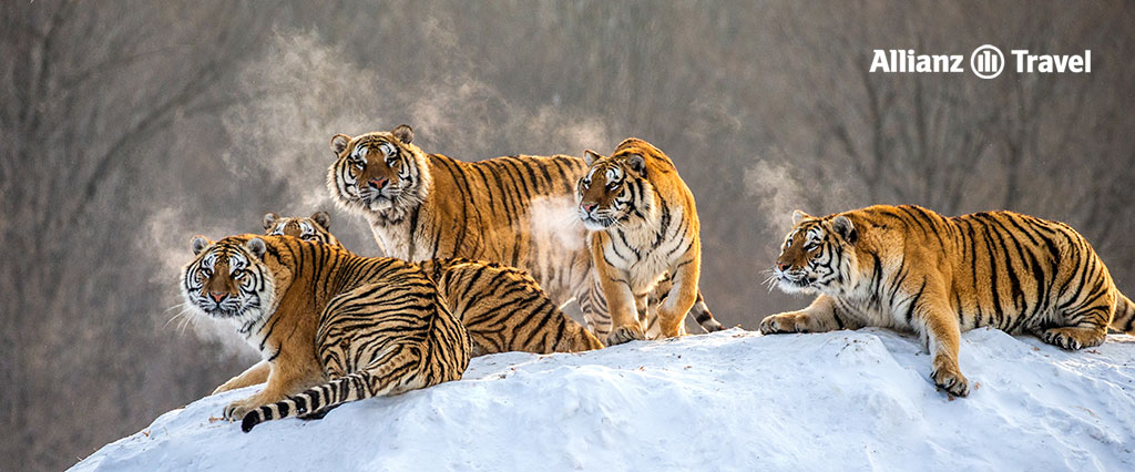 Siberian Tigers in Harbin, China