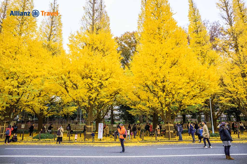 ใบไม้เปลี่ยนสีญี่ปุ่น 2023 สีเหลือง