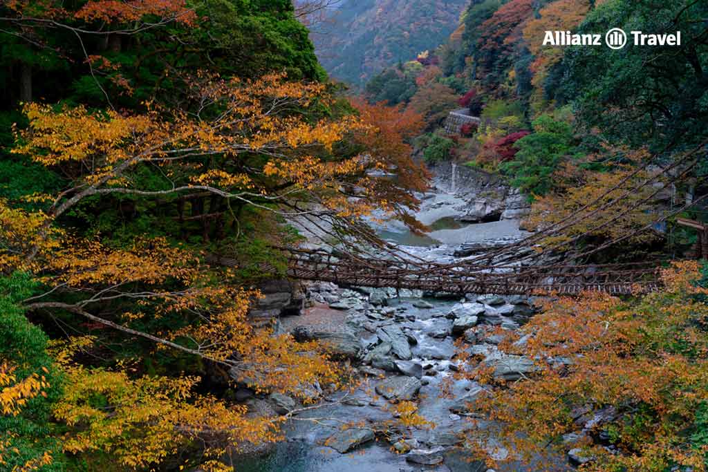 เที่ยวญี่ปุ่น ชมใบไม้เปลี่ยนสี หุบเขาอิยะ (Iya Valley)