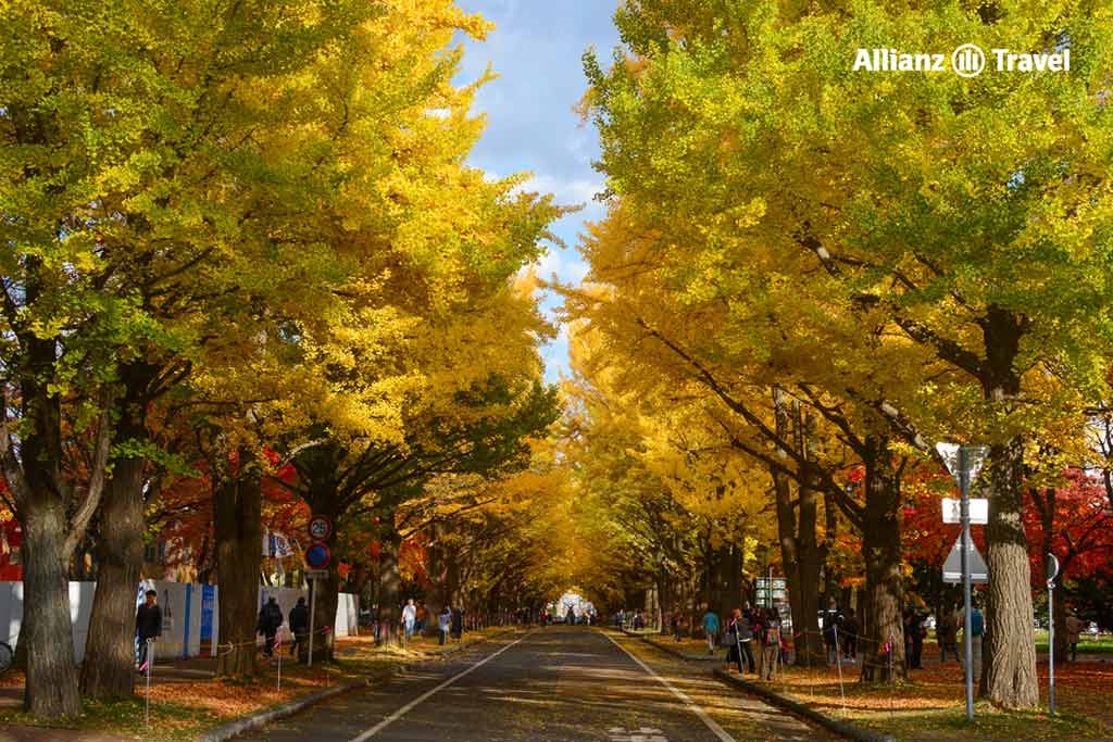 เที่ยวญี่ปุ่น ชมใบไม้เปลี่ยนสี มหาวิทยาลัยฮอกไกโด (Supporo City)