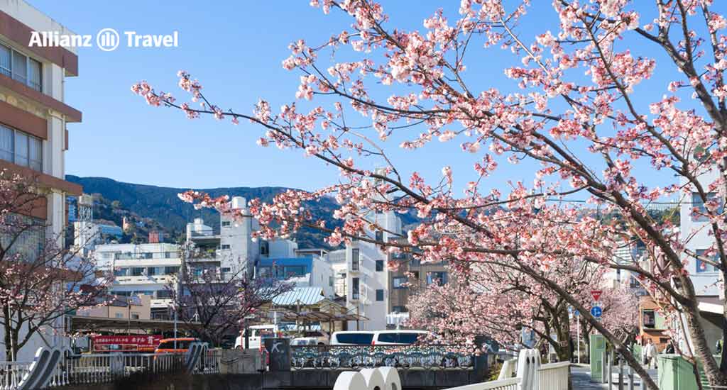 ซากุระ ญี่ปุ่น : เมืองอาตามิ (Atami)