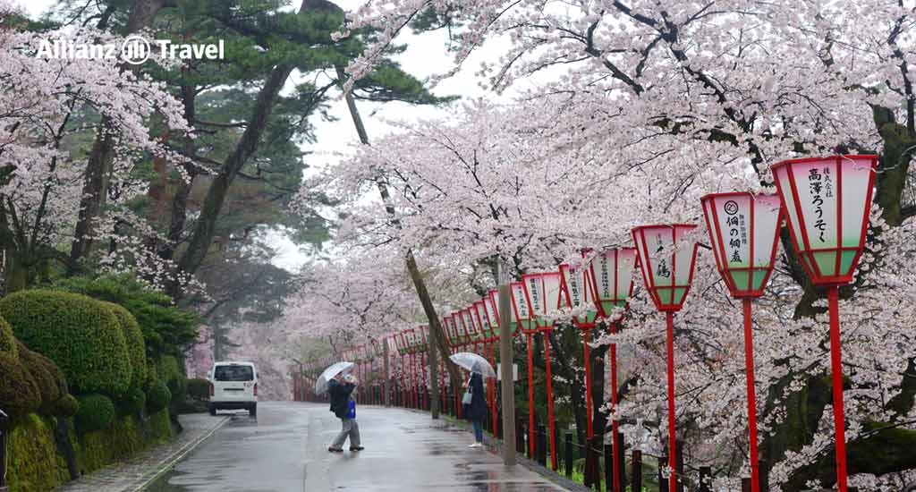 พยากรณ์ ซากุระ 2024 ญี่ปุ่น : สวนเค็นโรคุเอ็น (Kenrokuen Garden) เมืองอิชิคาวะ