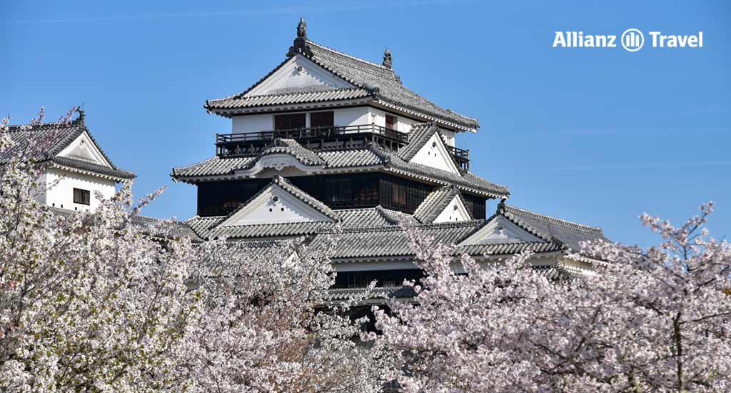 พยากรณ์ ซากุระ 2024 ญี่ปุ่น : ปราสาทมัตสึยามะ (Matsuyama Castle) เมืองเอฮิเมะ