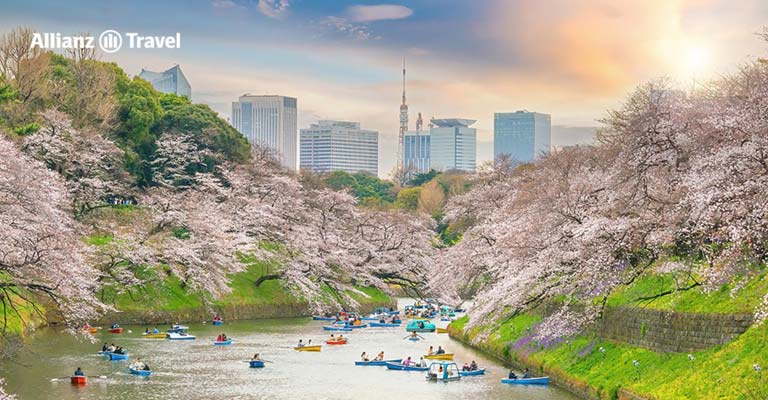 เที่ยวญี่ปุ่น เดือนเมษายน - Cherry Blossoms Festival in Japan
