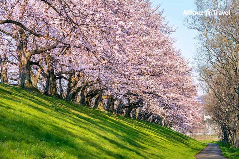 เที่ยวญี่ปุ่น เดือนมีนาคม - Cherry Blossoms in Japan