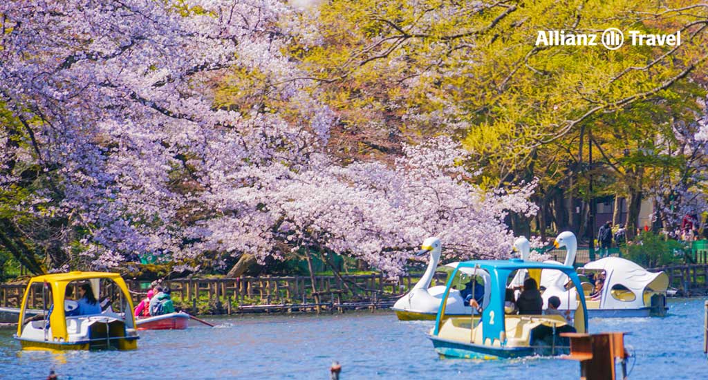 จุดชมซากุระโตเกียว : สวนอิโนะคาชิระ (Inokashira Park)