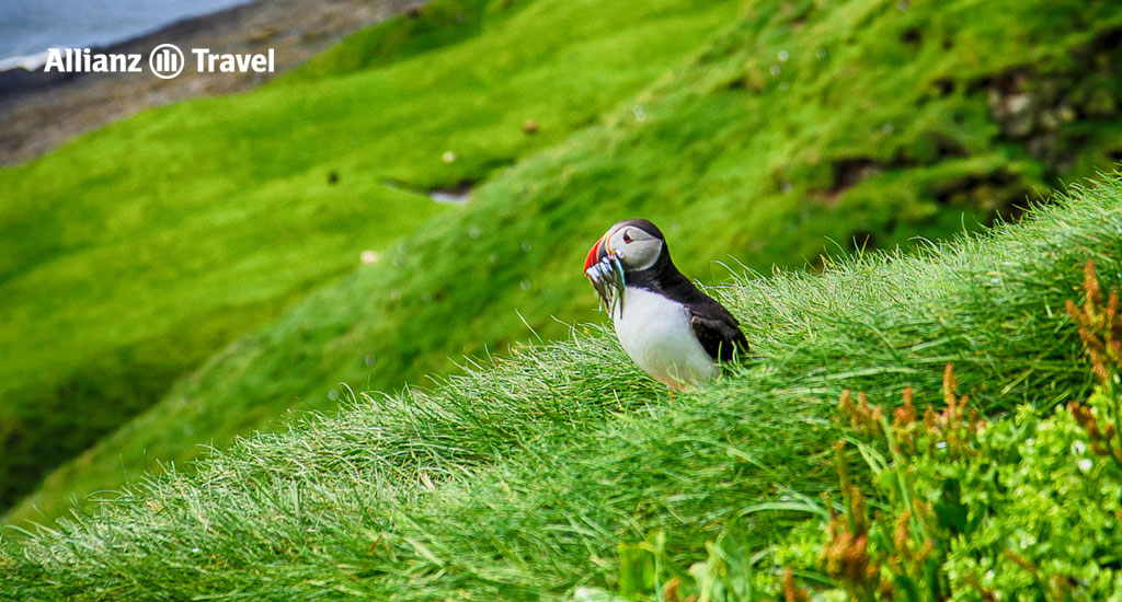 ที่เที่ยวหมู่เกาะแฟโร Faroe Islands - นกพัฟฟิน (Puffin)