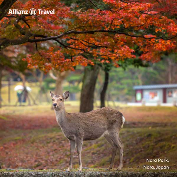 สวนสาธารณะนารา (Nara Park)