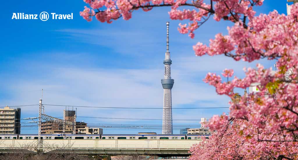 จุดชมซากุระคาวาซุ: แม่น้ำคิวนาคากาวะ (Kyunaka River)