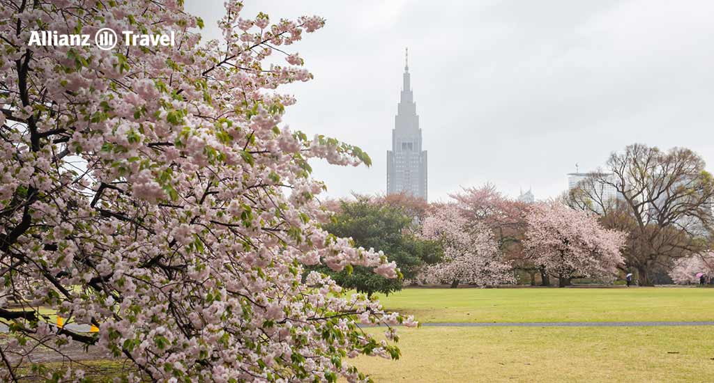 จุดชมซากุระคาวาซุ: สวนสาธารณะแห่งชาติชินจูกุเกียวเอ็น (Shinjuku Gyoen National Garden)