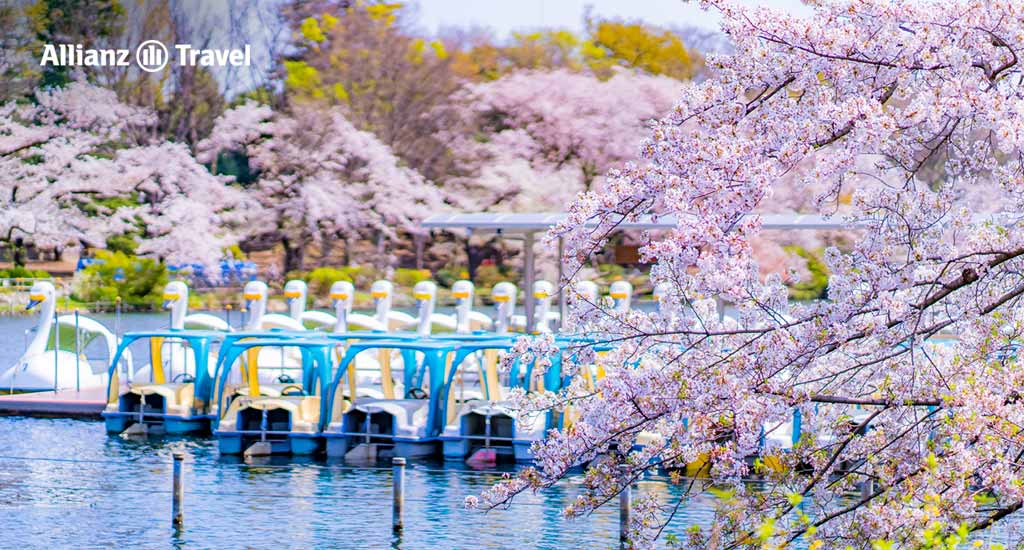 จุดชมซากุระคาวาซุ: สวนอิโนะคาชิระ (Inokashira Park)