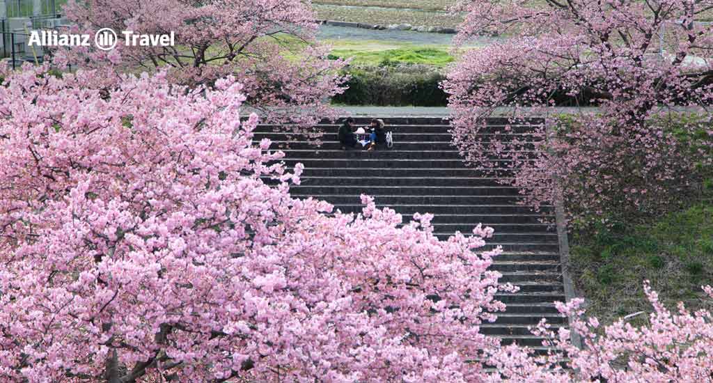 จุดชมซากุระคาวาซุ: เมืองคาวาซุ (kawazu) จังหวัดชิซูโอกะ