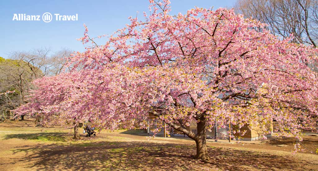 จุดชมซากุระ คาวาซุ: สวนโยโยกิ (Yoyogi Park)