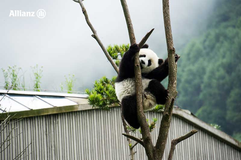เที่ยวเฉิงตู : ศูนย์วิจัยและอนุรักษ์หมีแพนด้า (Chengdu Panda Base)