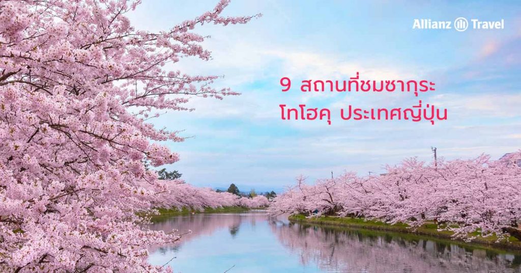 จุดชมซากุระโทโฮคุ ญี่ปุ่น