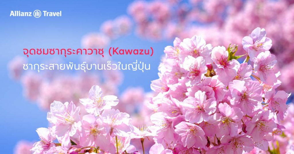 จุดชมซากุระ คาวาซุ (Kawazu)
