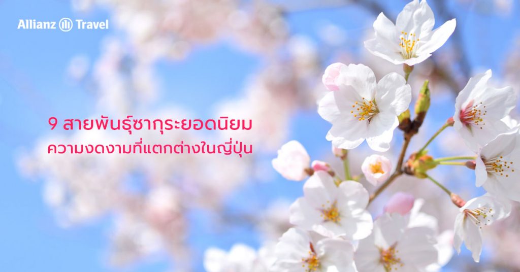 สายพันธุ์ซากุระยอดนิยม ญี่ปุ่น